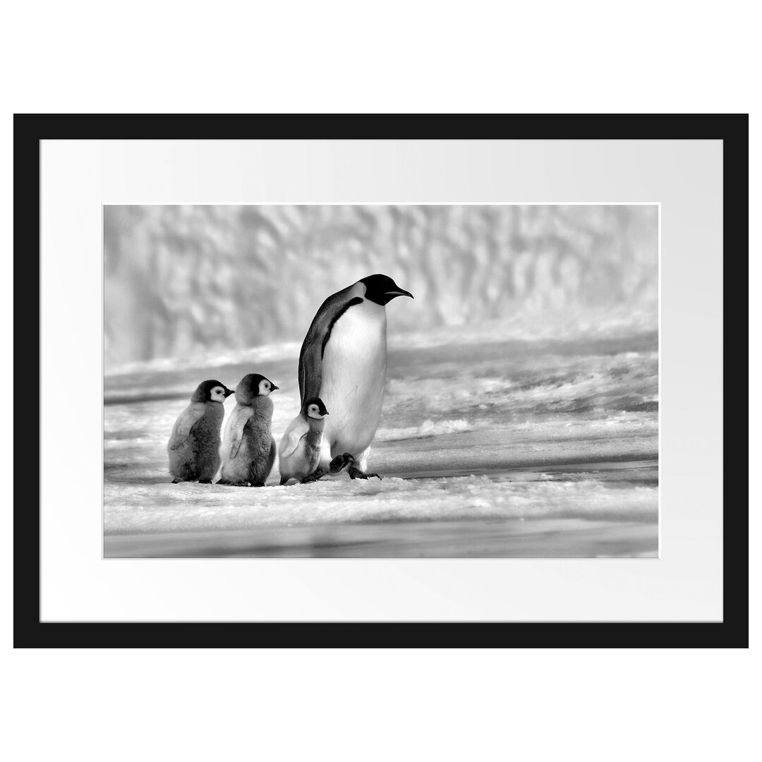 Gerahmtes Poster Kaiserpinguine im Schnee