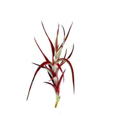 Air Plant Albida Red 2PK 2"-3" — Primary color: Red