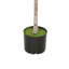 Figuier Moona, 28 feuilles en PEVA, soie soyeuse 43 po Moona-132797828