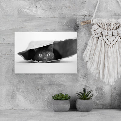 «Curious Black Cat», art mural contemporain