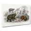 Polar, Grizzly, Brown And Black Bears by Oliver Goldsmith - Wrapped Canvas Print-55322408
