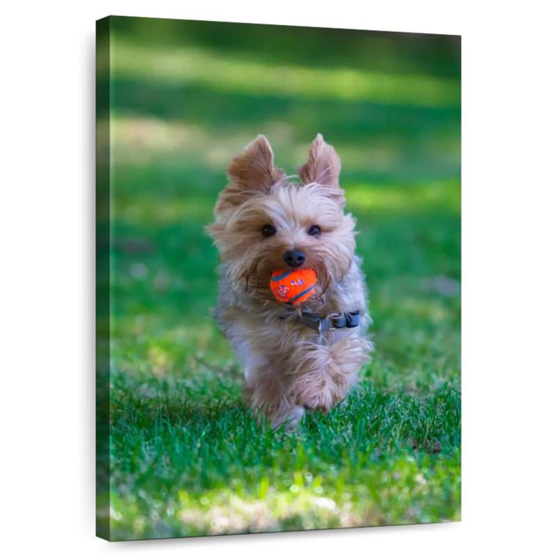Playful Yorkie, 36" H x 24" W
