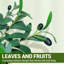 210cm Plant