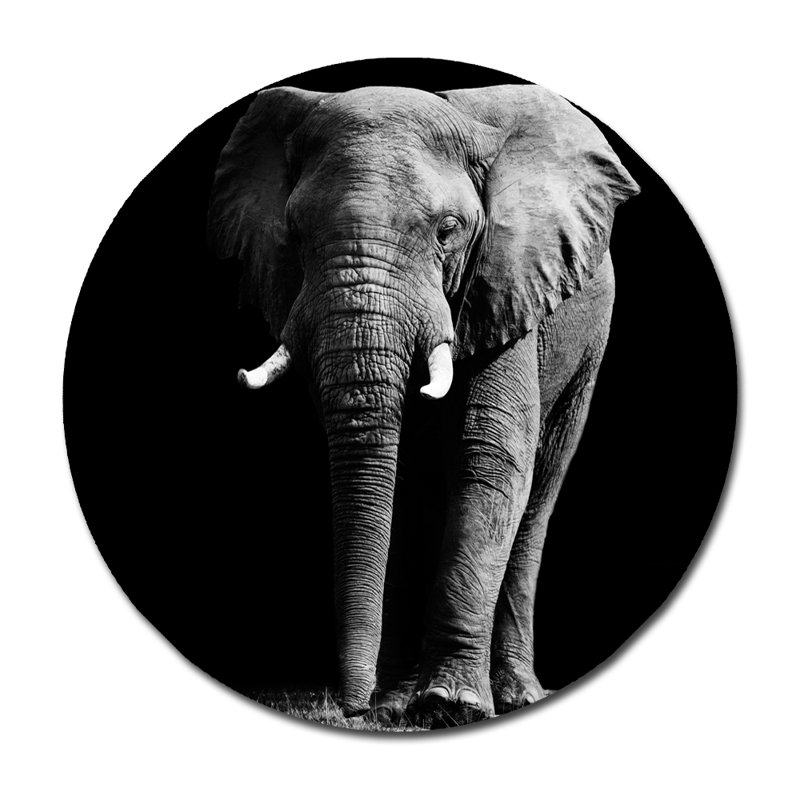 Éléphant frontal - photographie sur acrylique, H 24 po x l 24 po x P 2,5 po
