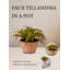 Plante artificielle en pot 8 po