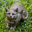 Cat Garden Statue-13915446