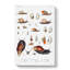 Snails And Shells by A.A. Gould - Wrapped Canvas Painting-55318258