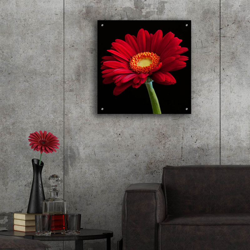 "Red Gerbera On Black 01" par Tom Quartermaine, H 24 po x l 24 po x P 0,2 po