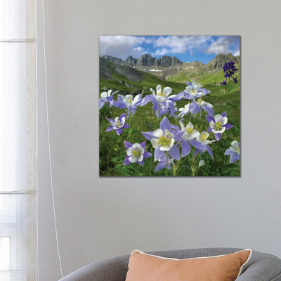 Colourado Blue Columbine Meadow At American Basin, Colourado by Tim Fitzharris - Print on Canvas