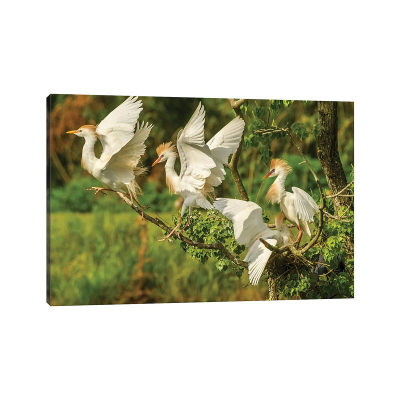 USA, Louisiana, Vermilion Parish. Cattle Egrets Fighting. by Jaynes Gallery - Wrapped Canvas Print, 66.04cm H x 101.6cm W