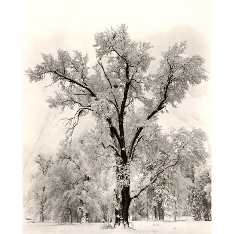 Oak Tree, 35" H x 28" W