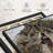 " Wolf Fight Wall Art "-1286618422