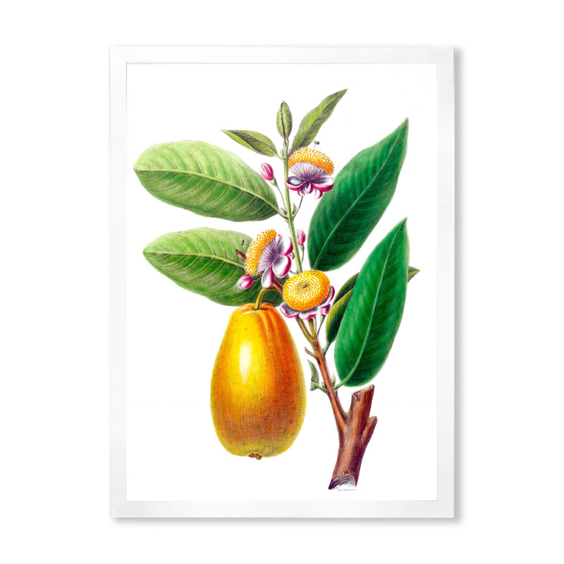 «Vintage Fruits I», reproduction sur toile encadrée, H 32 po x l 24 po x P 1 po, Blanc