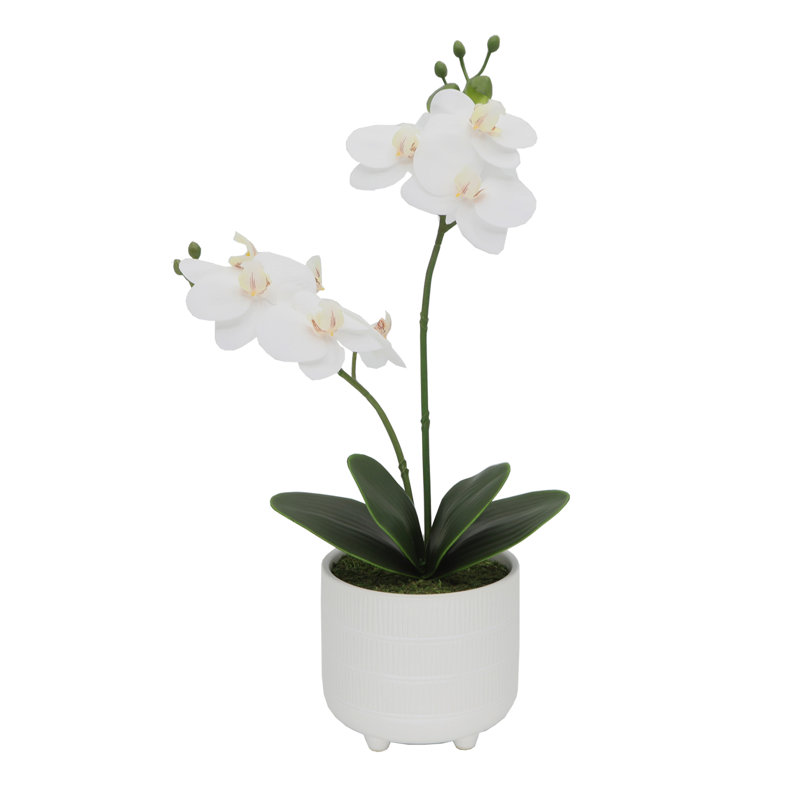 Orchid Arrangement in Planter