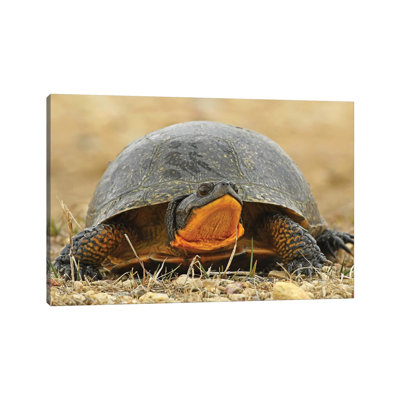 Endangered Blanding's Turtle by Brian Wolf - Wrapped Canvas Print