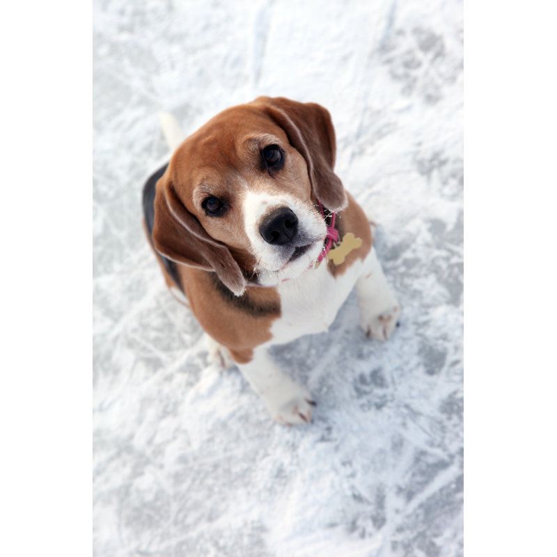 My Dog On Ice. by Mashabuba - No Frame Art Prints on Canvas, 122cm H x 81cm W