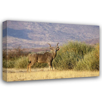 Loon Peak® Kaveney, Wendy Gallery Wrapped Canvas Art: Greater kudu male, Palmwag Conservancy, Namibia