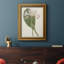 Antique Botanical Collection IV - reproduction d'art sur toile encadrée-1327999092