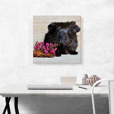 Cochon d'Inde noir - reproduction de photo sur toile tendue