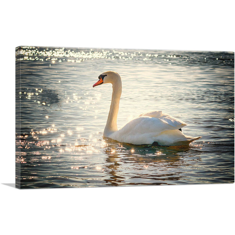 Swan in Lake - Reproduction de photo sur toile tendue, H 12 po x l 18 po x P 0,75 po