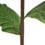 Velours à garniture scintillante poinsettia 22 po-1864136238