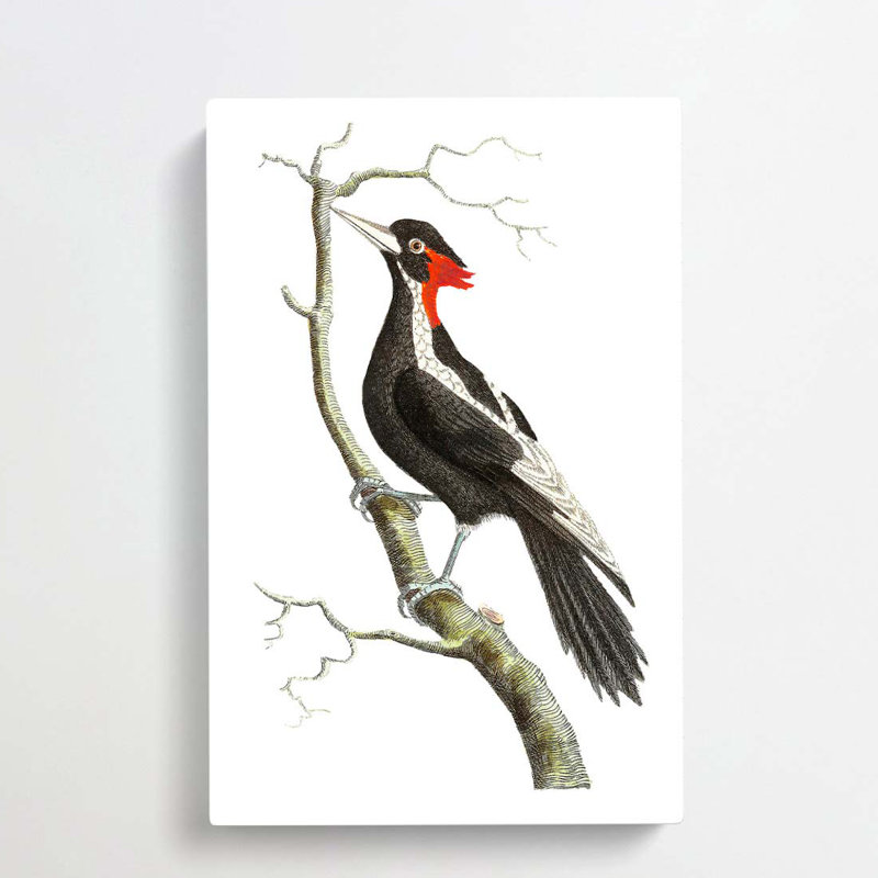 White Billed Woodpecker by George Shaw - Wrapped Canvas, 60cm H x 40cm W x 3cm D