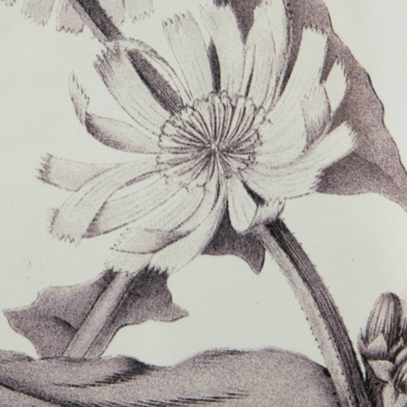 " Botanical " 4 - Pieces