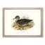 Freckled Duck by Elizabeth Gould - Framed Print-55577818-55577821
