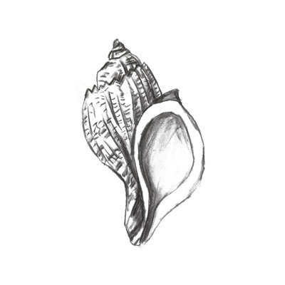 Seashell Study II by Melissa Wang - Print on Canvas