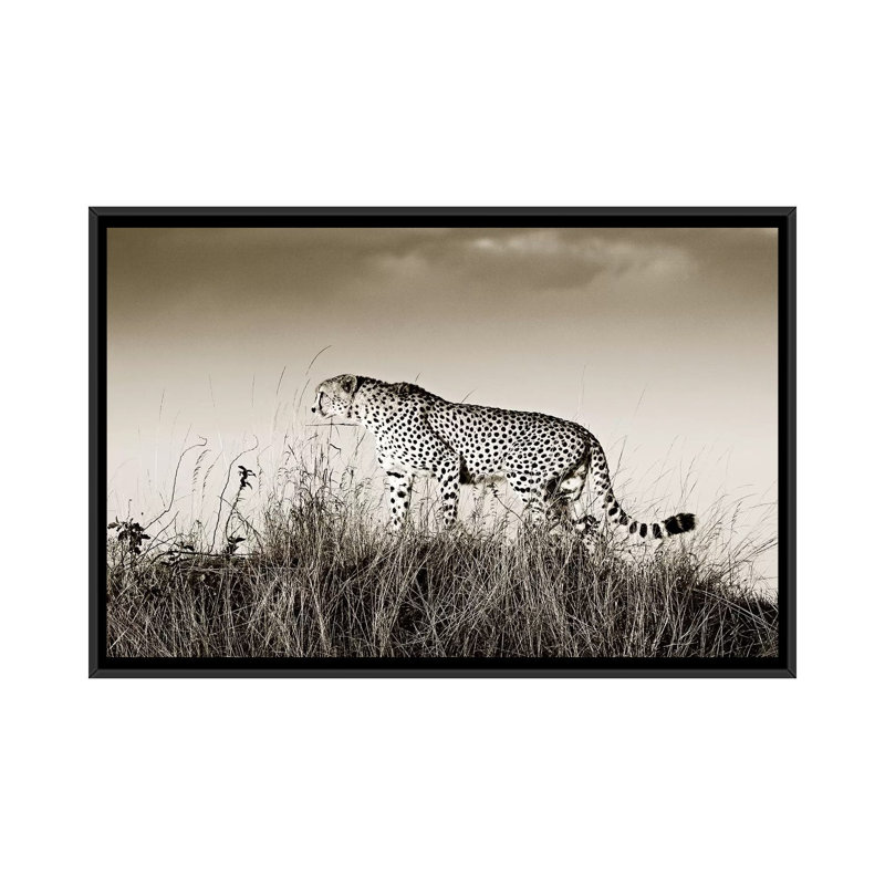 Crouching Cheetah by Klaus Tiedge - Print on Canvas, 66.04 cm H x 45.72 cm W, Black Framed