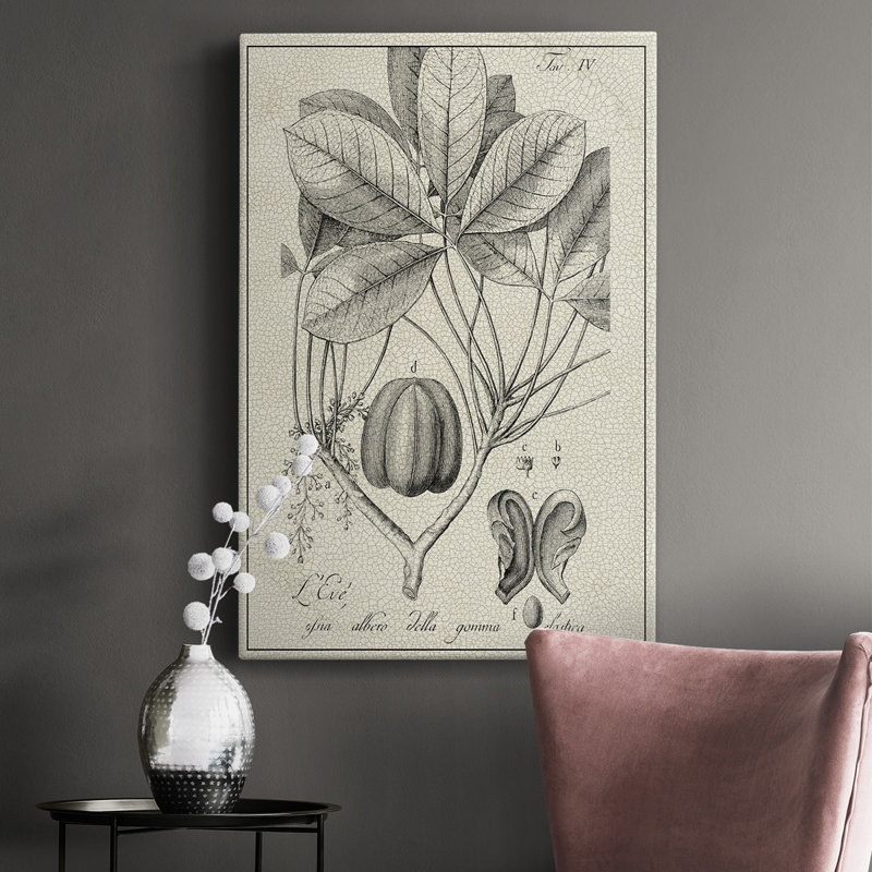 Impression sur toile antique antique botanique VI, H 18 po x l 12 po x P 1 po