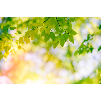 Green Leaves by Jasmina007