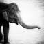 Éléphant II sans bordure-381421186-381421194-391082770