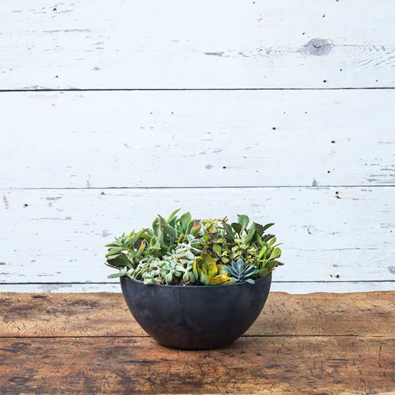 Pollyanna Pot Planter, Black, 6.75" H x 12" W x 12" D