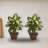 Dieffenbachia Silk Plant with Wood Vase
