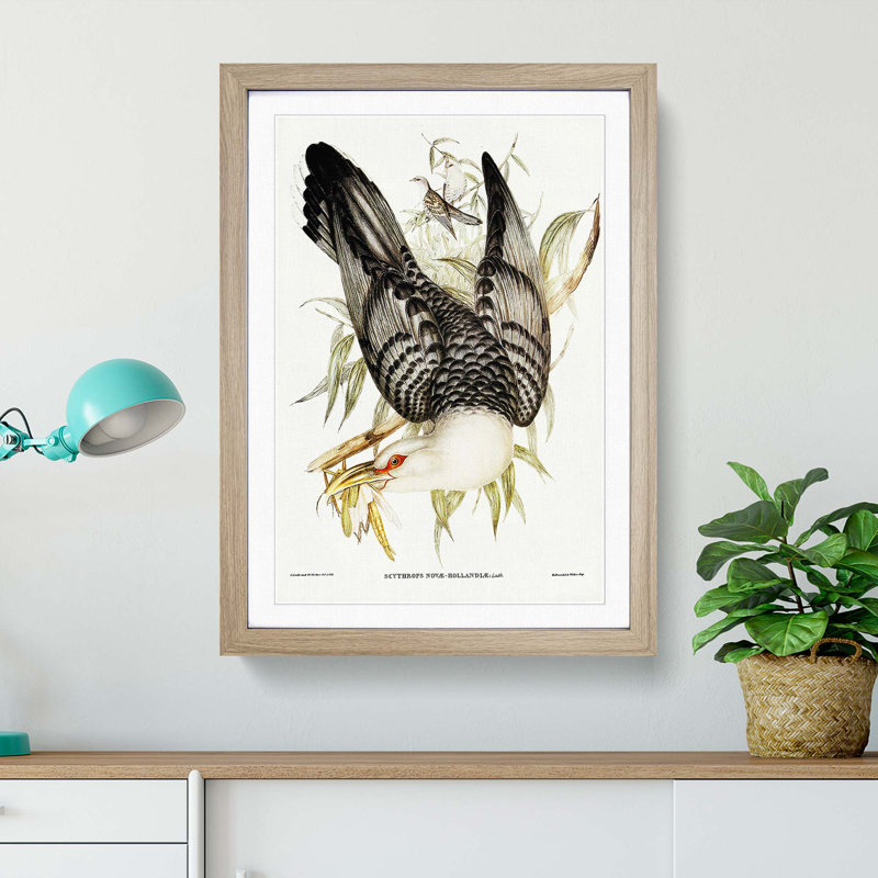 Channel Bill Cuckoo by Elizabeth Gould - Picture Frame Graphic Art Print, 87cm H x 62cm W x 2cm D, Oak Framed