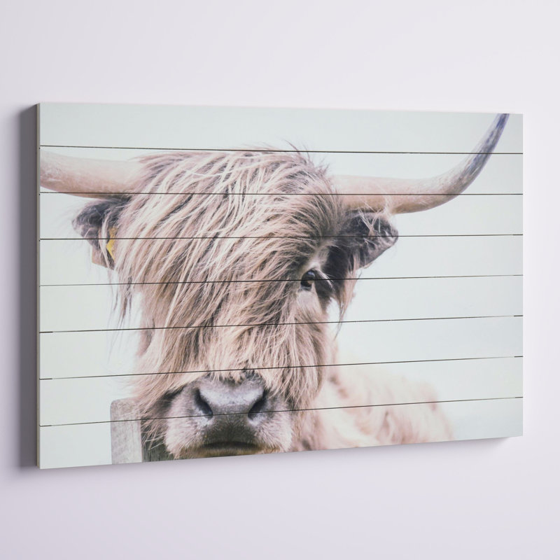 Highland Cow Photographic Print on Fir Wood Wall Art
