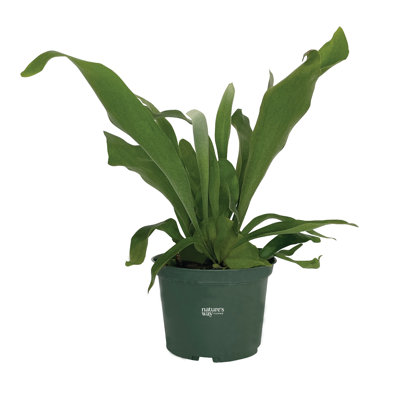 Nature's Way Farms Fern Staghorn Live Plant 8-15 inches Tall in Growers Pot