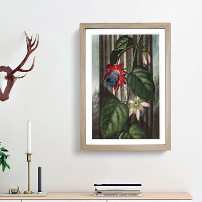 Winged Passion-Flower by R.J. Thornton - Picture Frame Painting Print