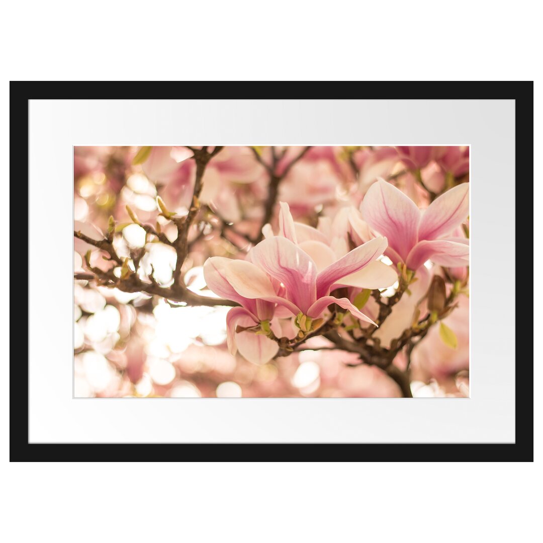 Gerahmtes Poster Rosa Magnolienblüten im Frühling