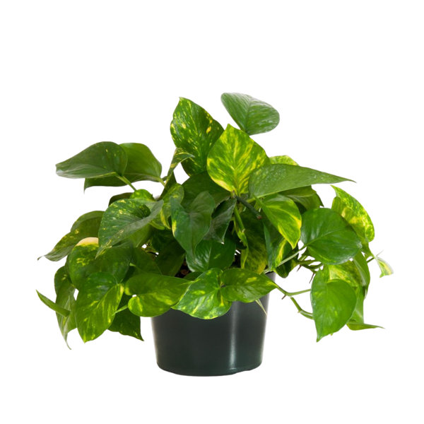 Starter Kit Bundle 3 4 Inch Potted Live Pothos Plants in Growers Pot N Joy,  Neon, Golden 