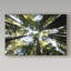 «Redwoods» Avisha, reproduction de photo sur toile tendue-25332223