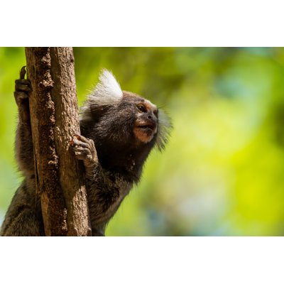 Common Marmoset In Forest by Paul Ojuara - Wrapped Canvas Print