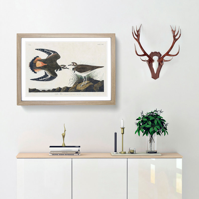 Kildeer Plover by John James Audubon - Framed Print, 36cm H x 48cm W x 2cm D, Oak Framed