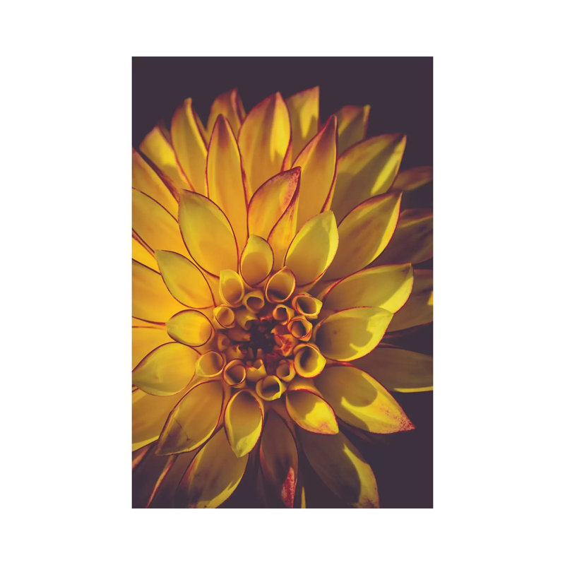 Dahlia, Yellow by Olivia Joy StClaire - Wrapped Canvas Gallery-Wrapped Canvas Giclée, 101.6 cm H x 66.04 cm W x 1.91 cm D