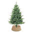 Seagrass Tree Collar