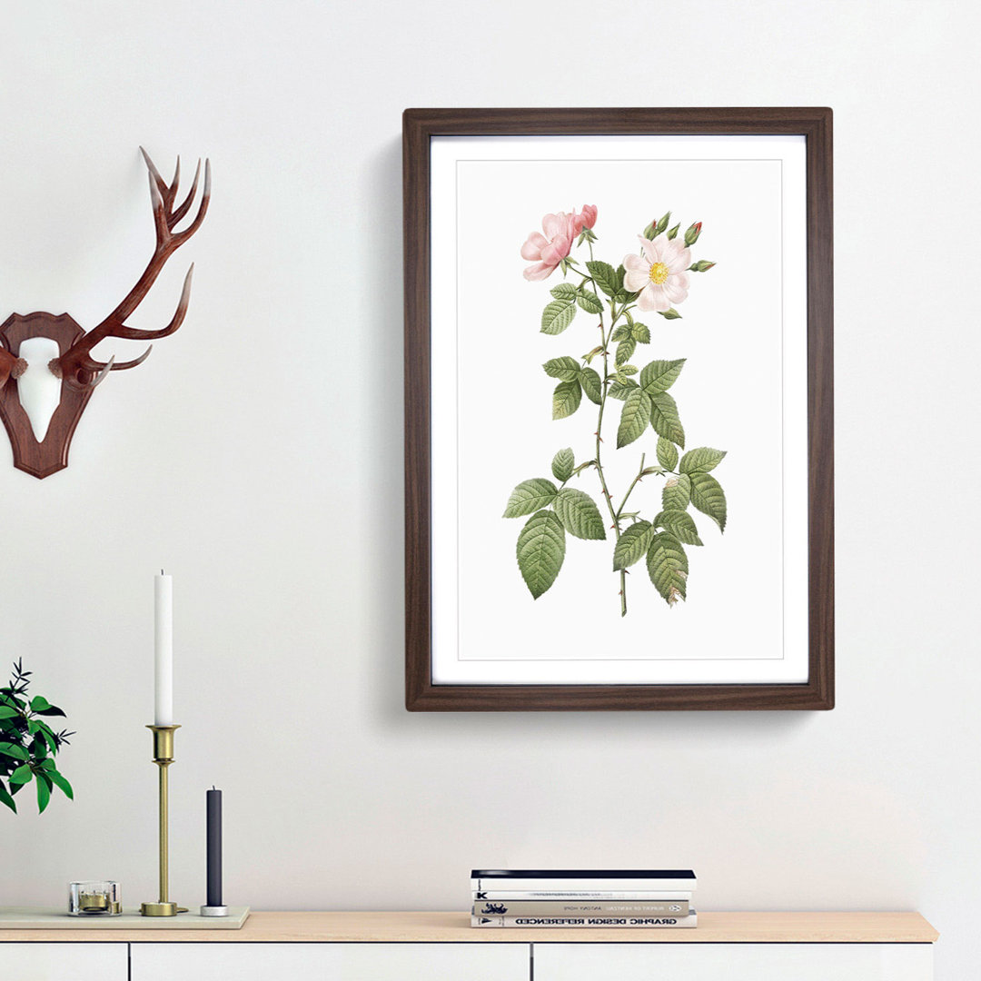 Redleaf Rose in Bloom by Pierre-Joseph Redoute - Picture Frame Painting Print