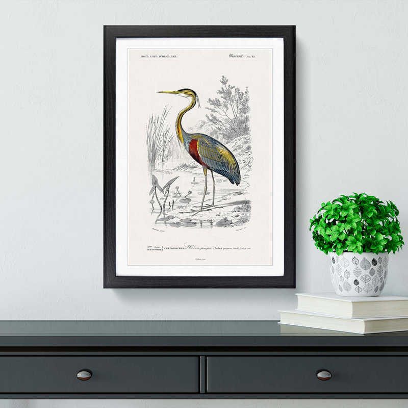 Heron by Charles D'Orbigny - Picture Frame Painting Print, 65cm H x 48cm W x 2cm D, Black Framed
