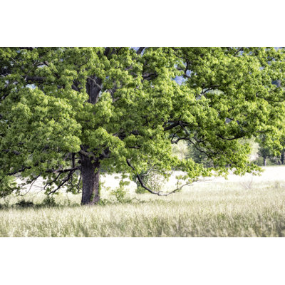 Arbre en été