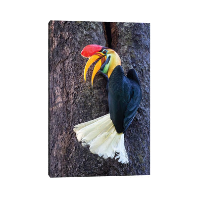 " Knobbed Hornbill Sulawesi " by Mogens Trolle